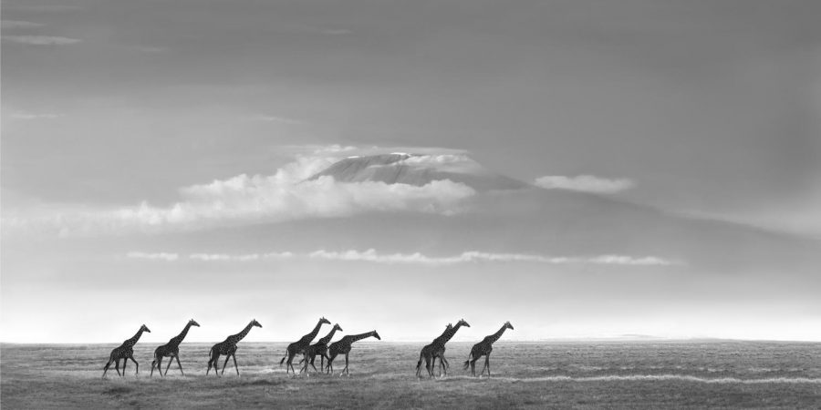 Giraffes Walking at Sunset by Jim Irwin