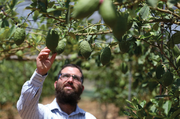 Shneur+Naparstek%2C+ultra+orthodox+Jewish+farmer+in+an+orchard+with+Etrog+trees%2C+a+yellow+citron%2C+or+Citrus+medica%2C+in+Kfar+Chabad%2C+central+Israel%2C+on+July+9%2C+2013.+The+etrog+is+one+of+the+Four+Species+used+by+Jews+on+the+week-long+holiday+of+Sukkot%2C+that+will+begin+on+September+18.+Photo+by+Nati+Shohat%2FFlash90.