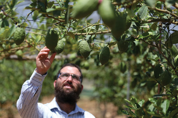 Shmita sabbatical year puts Israel’s Sukkot four species industry in a bind