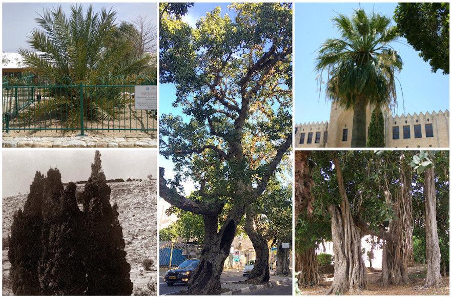 A palm planted by Albert Einstein and the trees in the Baha’i Gardens are among the most spectacular to see in Israel. (Elaine Solowey/Margaux Stelman/Courtesy of the Technion/Courtesy of Mikveh Israel Visitors Center/Courtesy of Bahai World Centre)