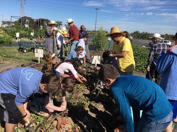 Volunteers, including a group of seventh grade students from Central Reform Congregation, harvest sweet potatoes at The Garden of Eden in October. This year, the garden has donated more than two tons of produce to the Harvey Kornblum Jewish Food Pantry.