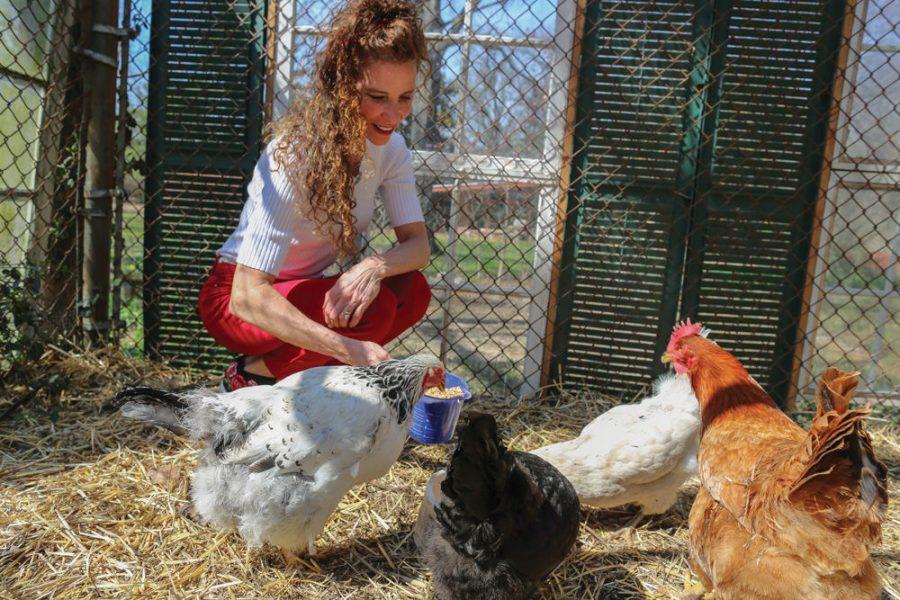 Maxine Mirowitz feeds the chickens in her backyard coop. Photo: Bill Motchan
