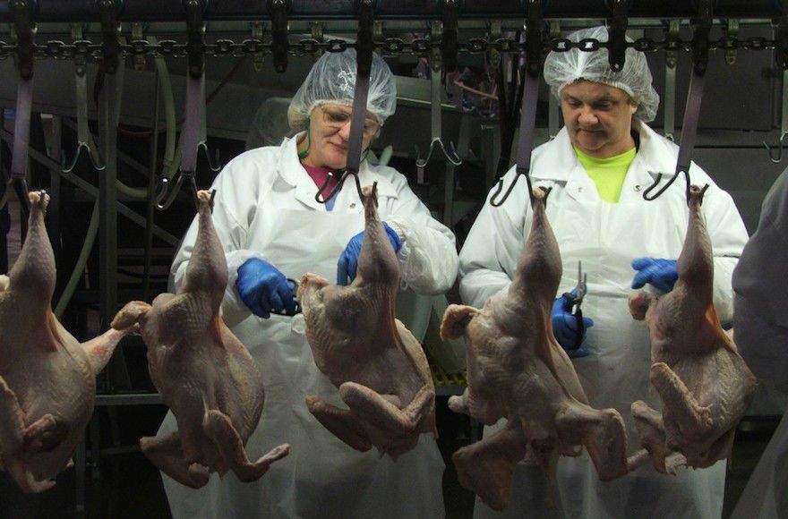 The assembly line at Empire Kosher Poultry’s plant in central Pennsylvania is the largest kosher one of its kind in America, with 240,000 chickens and 27,000 turkeys passing through every week. Photo: Uriel Heilman