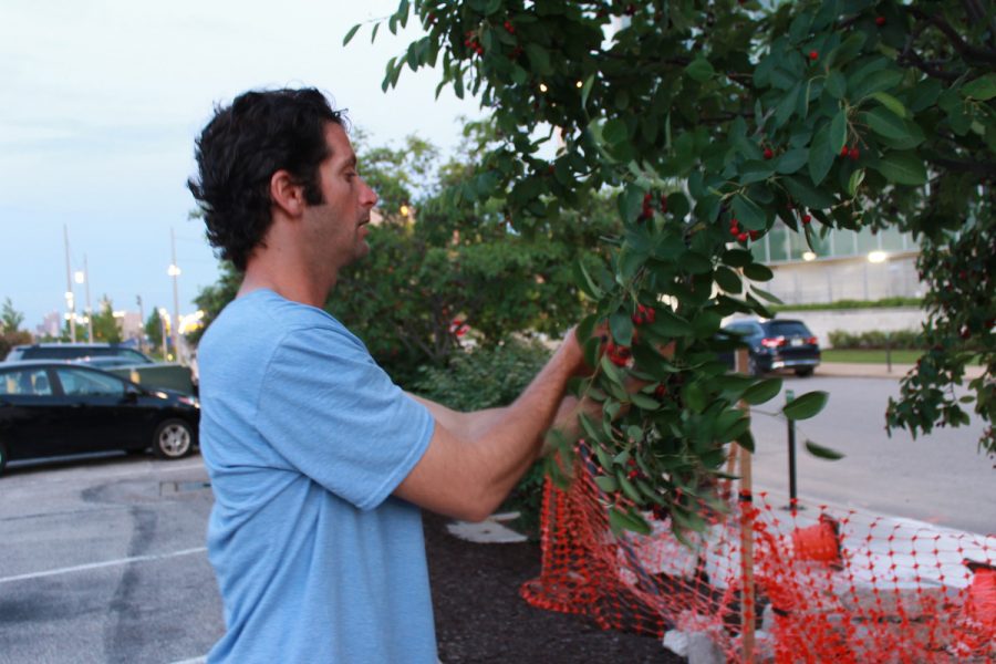 Matt Lebon, owner of a local landscaping company, forages for juneberries on May 30 in St. Louis. Photo: Eric Berger 