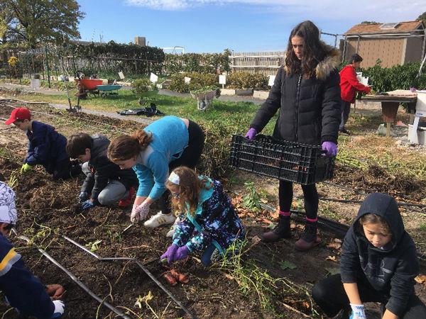 A+group+of+volunteers+from+Congregation+Shaare+Emeth+helped+at+the+Garden+of+Eden+on+Oct.+29.+The+group+dug+up+144+pounds+of+sweet+potatoes%2C+which+were+donated+to+the+Harvey+Kornblum+Jewish+Food+Pantry.