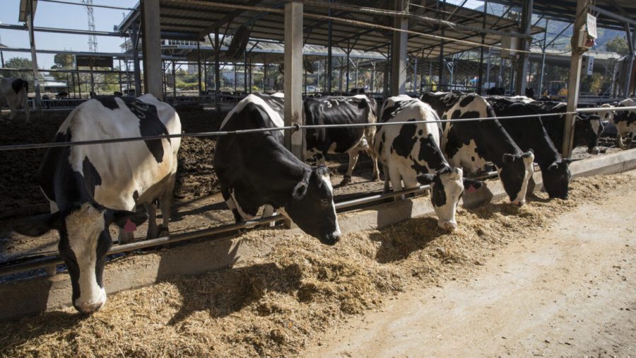 Israeli company develops biological alternative to antibiotics for dairy cows