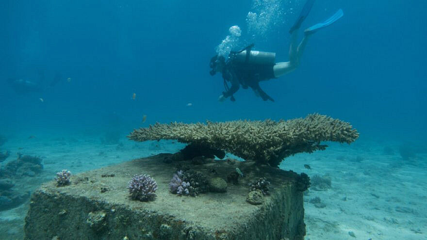 Saving the Red Sea’s coral reefs by building fake ones