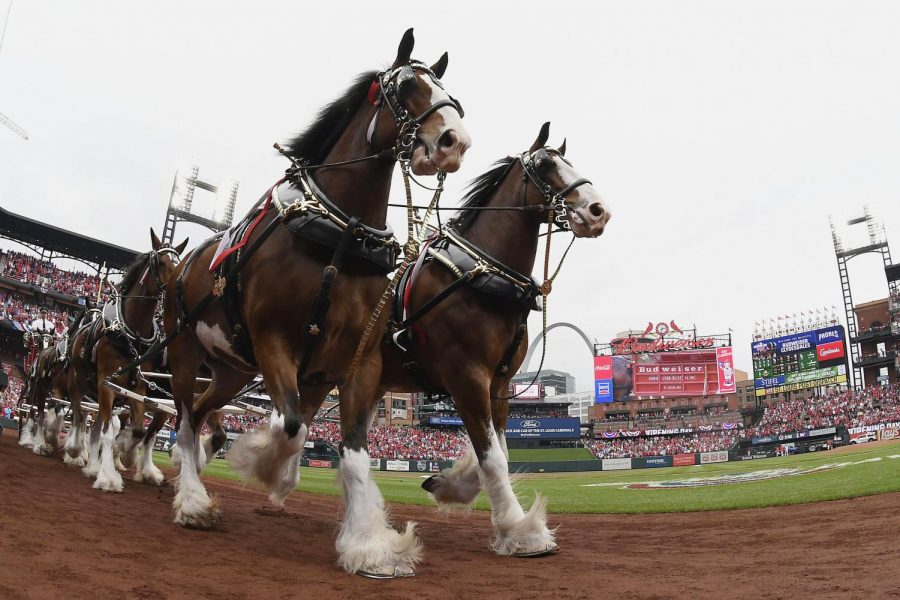 Apr+5%2C+2019%3B+St.+Louis%2C+MO%2C+USA%3B+The+Budweiser+Clydesdales+runs+around+the+warning+track+prior+to+the+St.+Louis+Cardinals+home+opener+against+the+San+Diego+Padres+at+Busch+Stadium.+%28Jeff+Curry-USA+TODAY+Sports%29