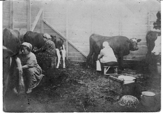 MAY 26: Fourth Aliyah pioneers milk cows at Emek Zevulun’s Moshav Kfar Hasidim, founded by religious immigrants from Poland in April 1925.