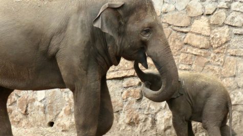 WATCH: Israeli zoo elephants protect young during air-raid siren