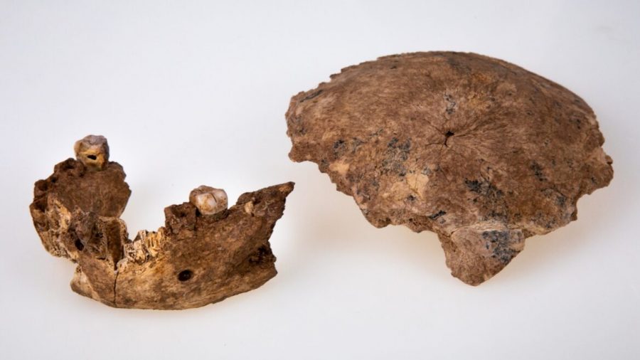 Fossil+remains+of+skull+and+jaw.+Photo+courtesy+of+Tel+Aviv+University.
