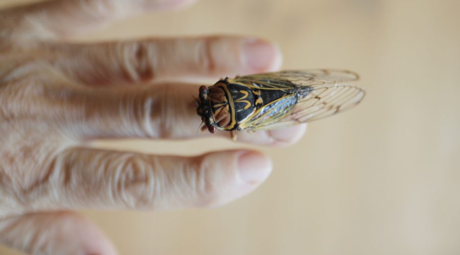 Cicadas are edible