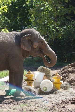 what's so Jewish about elephants