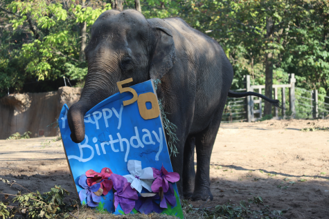 3 STL elephants turned 50, so what's so Jewish about elephants?