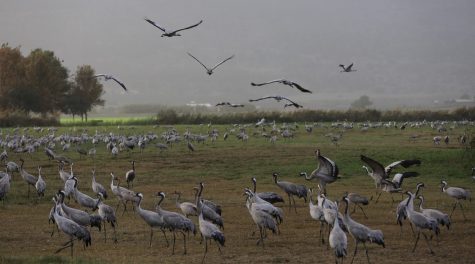 Scientists worry an avian flu killing thousands of cranes in Israel could spread to humans