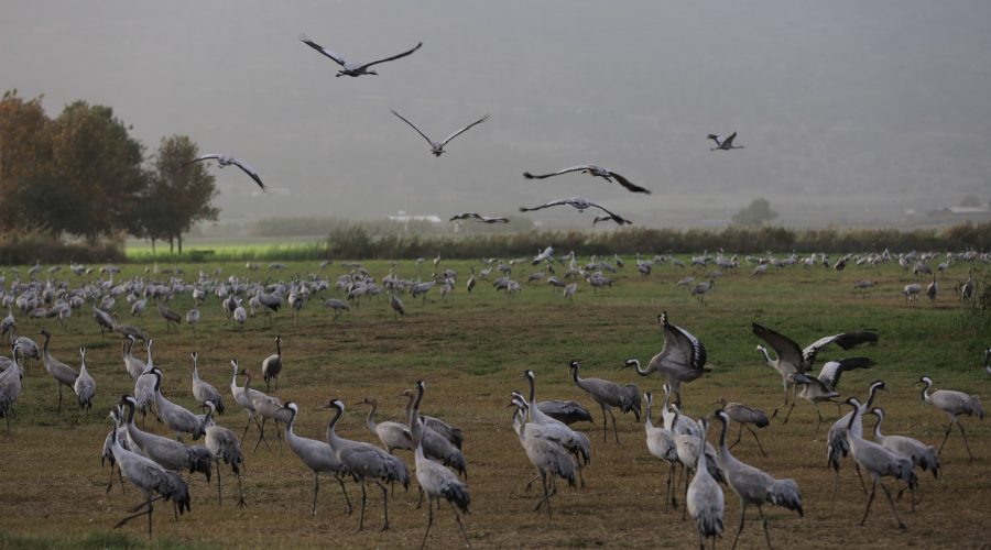 Scientists+worry+an+avian+flu+killing+thousands+of+cranes+in+Israel+could+spread+to+humans