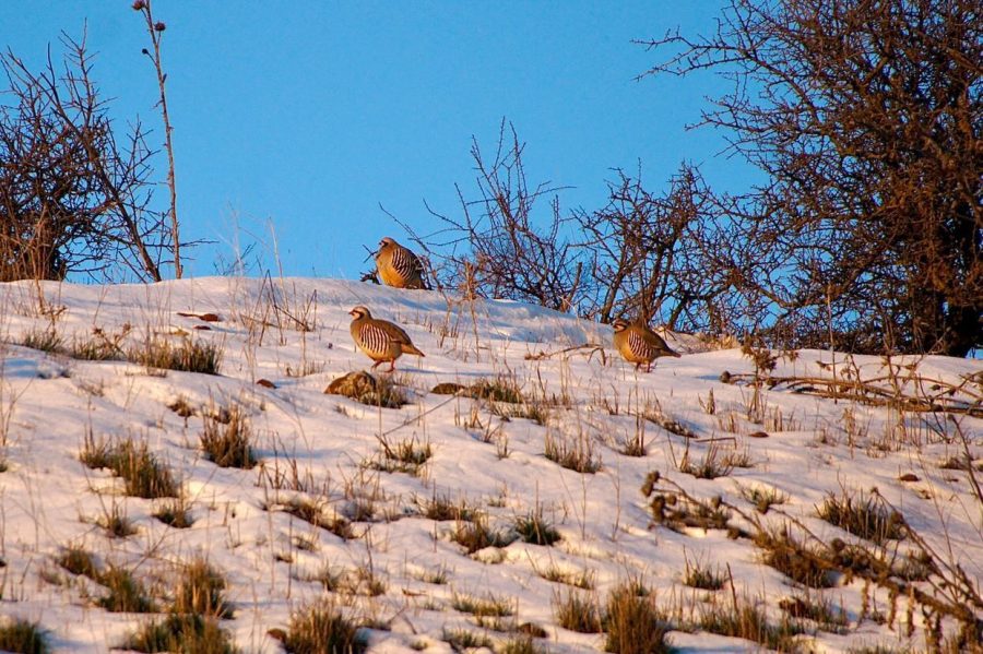 Photo gallery: Winter storm blankets Jerusalem and the Golan