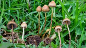 Psychedelic substances from psilocybin “magic” mushrooms may be useful in pharmaceuticals. Photo by Alan Rockefeller via Wikimedia Commons