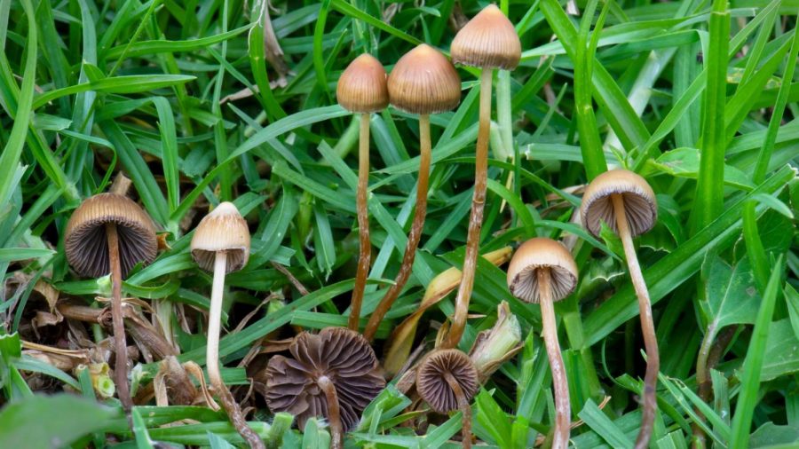 Psychedelic+substances+from+psilocybin+%E2%80%9Cmagic%E2%80%9D+mushrooms+may+be+useful+in+pharmaceuticals.+Photo+by+Alan+Rockefeller+via+Wikimedia+Commons