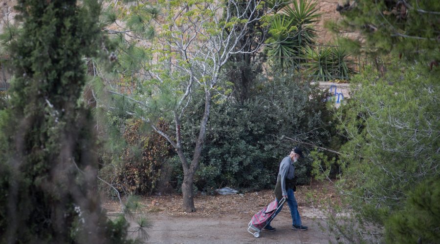 Israel to plant 450,000 trees in cities in effort to counter effects of climate change