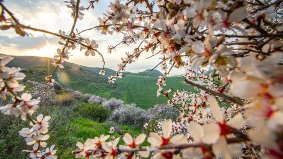Almond trees, nature’s sign that it’s Tu B’Shvat time, blossom in the Golan Heights. Photo by Maor Kinsbursky/Flash90