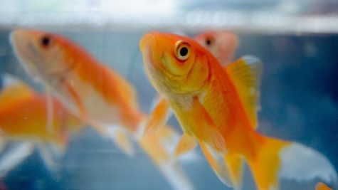 Israeli scientists say fish can drive