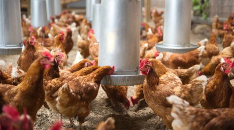 Chickens eating their feed at a poultry plant. Getty Images.