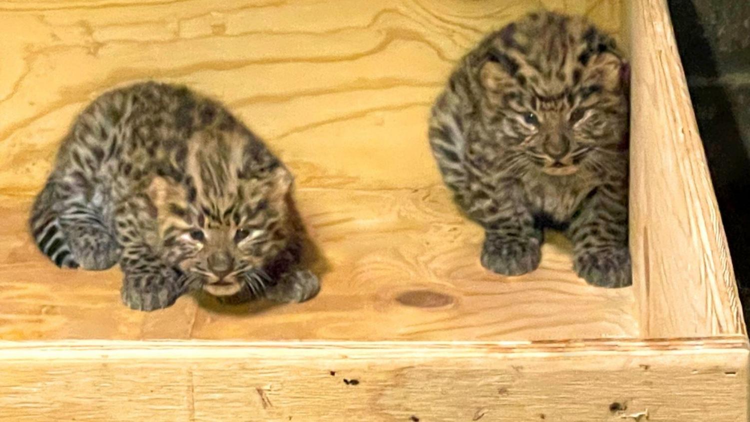 Two baby leopards born at STL Zoo. So what's so Jewish about them? -