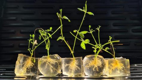 With new Israeli tech you only need to water your plants twice a year