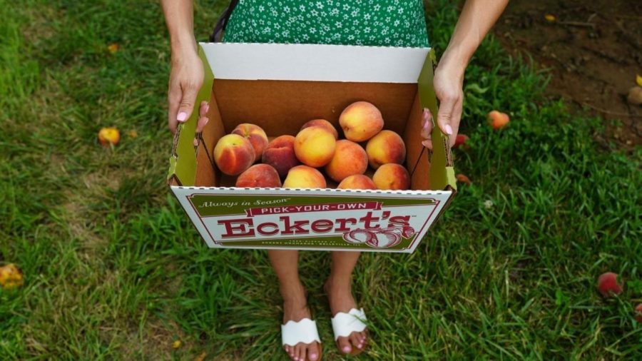 Peach season opens Wednesday, so here's 5 Jewish summer recipes for you