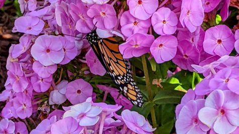 During pandemic, local family turns backyard into butterfly nursery