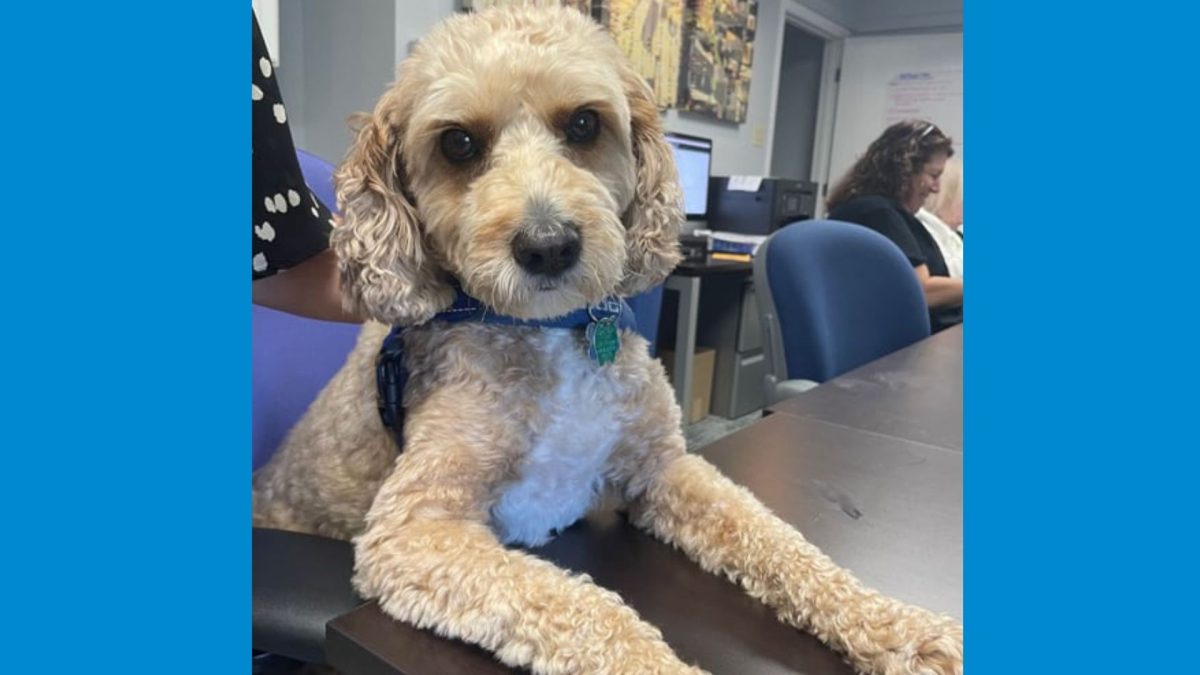 Ziggy. Chief Dog In Charge. 