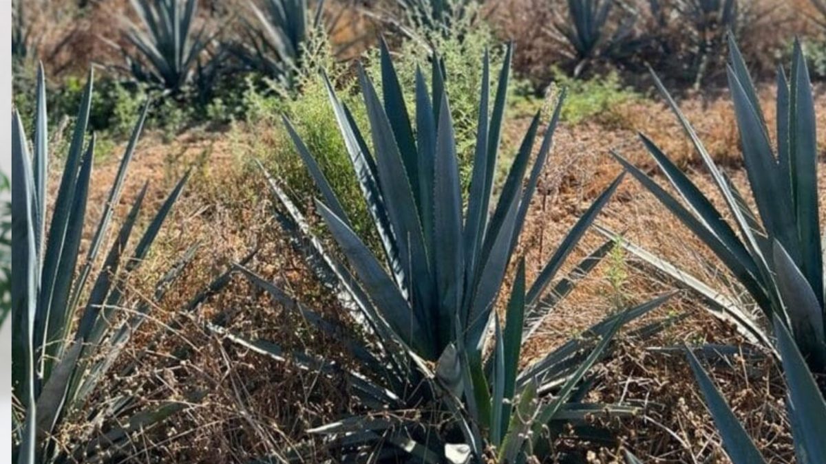 Negave team observing an agave field in the Negev. 