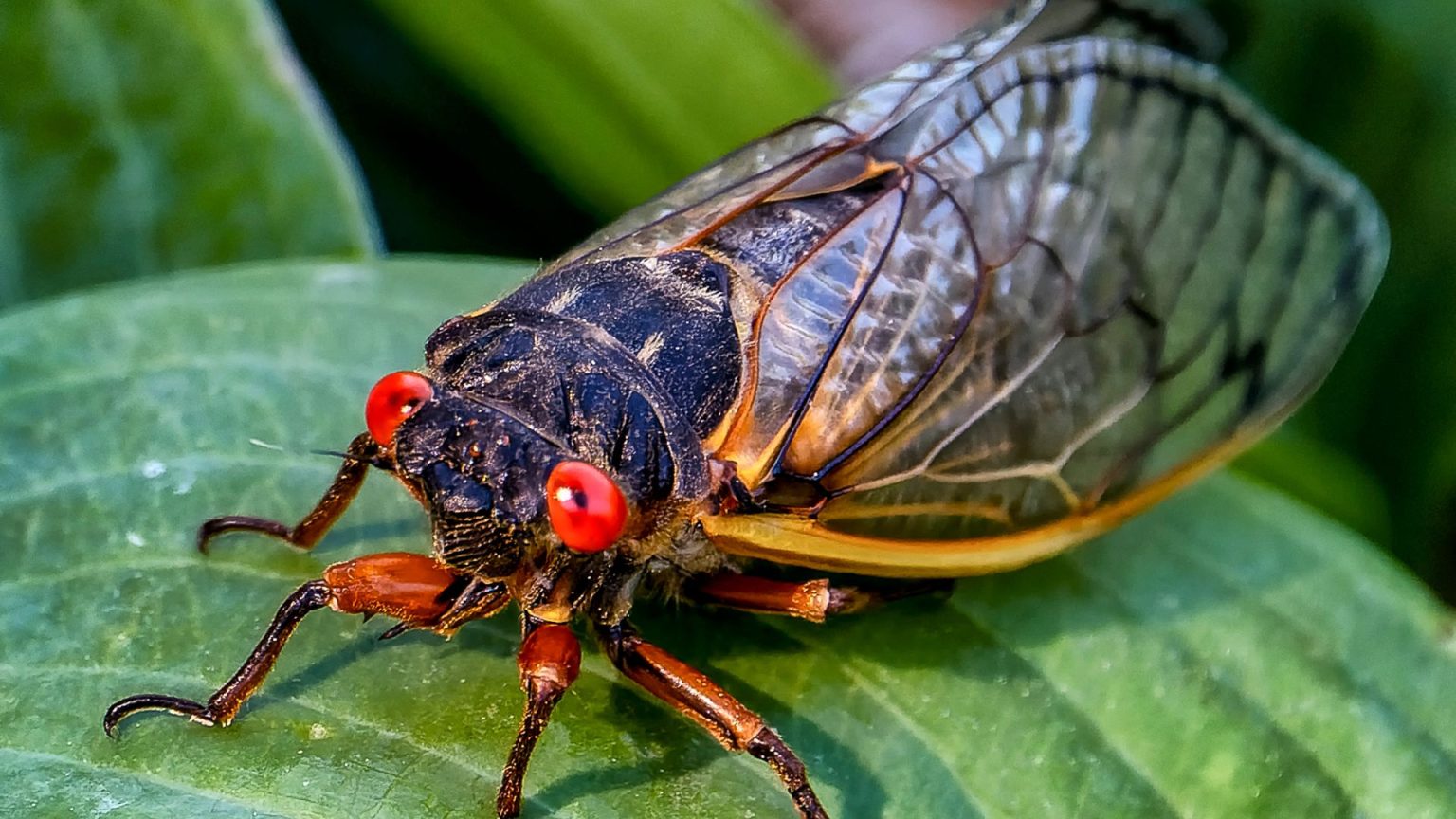 The secret Jewish history of cicadas - St. Louis Jewish Light