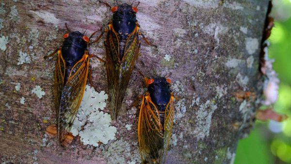 Cicadas are edible. But are they kosher?