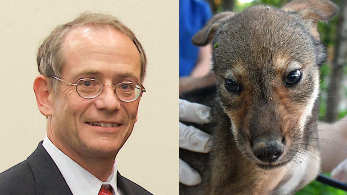 Rabbi Zeev Smason and one of the American Red Wolves born at the St. Louis Zoo. 