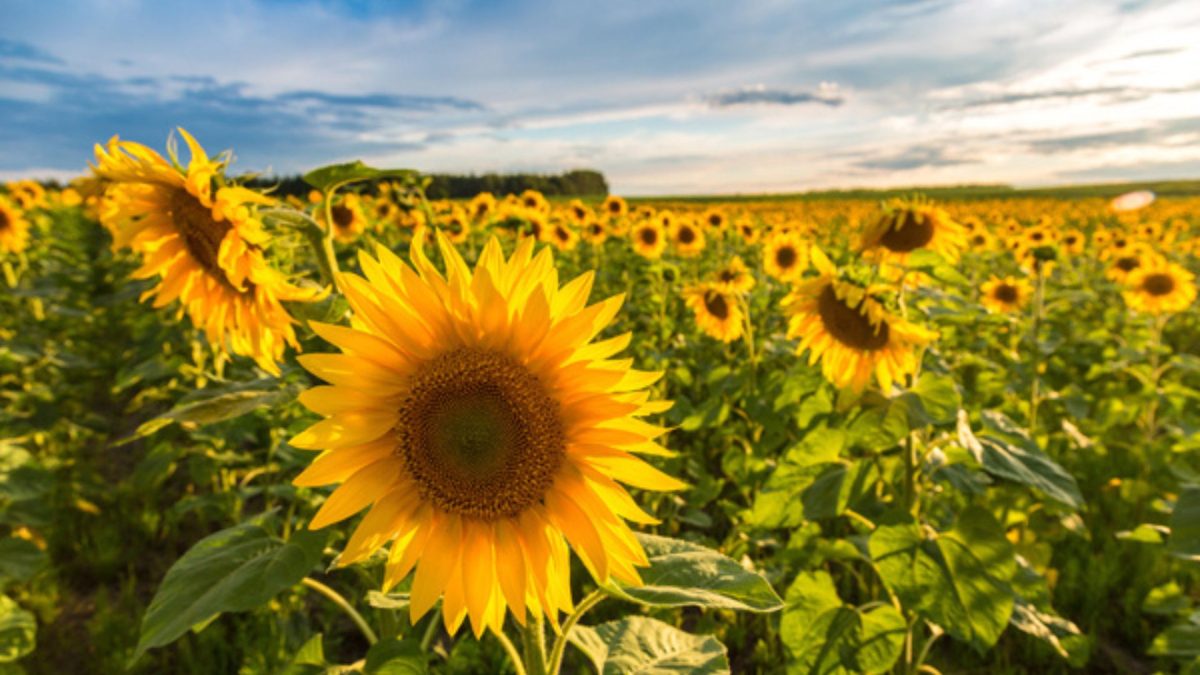 Understanding the Jewishness of sunflowers and celebrating them in St. Louis