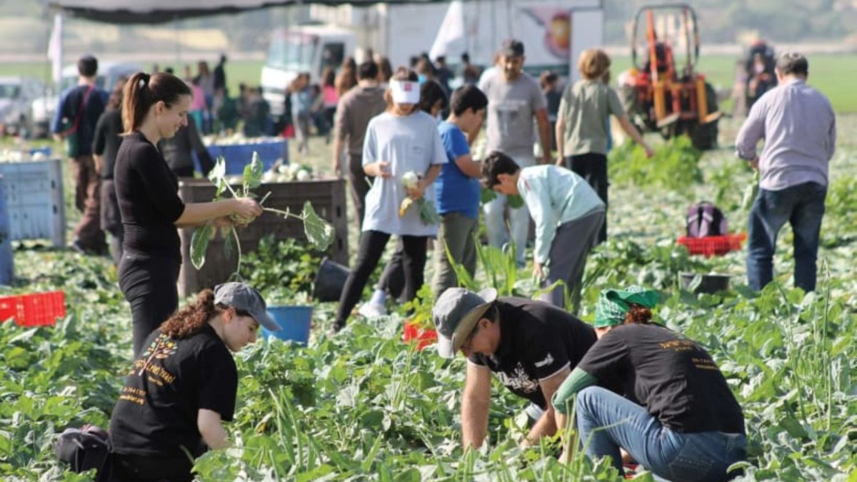 LEKET ISRAEL volunteers pick produce for the needy.
(photo credit: COURTESY LEKET ISRAEL)