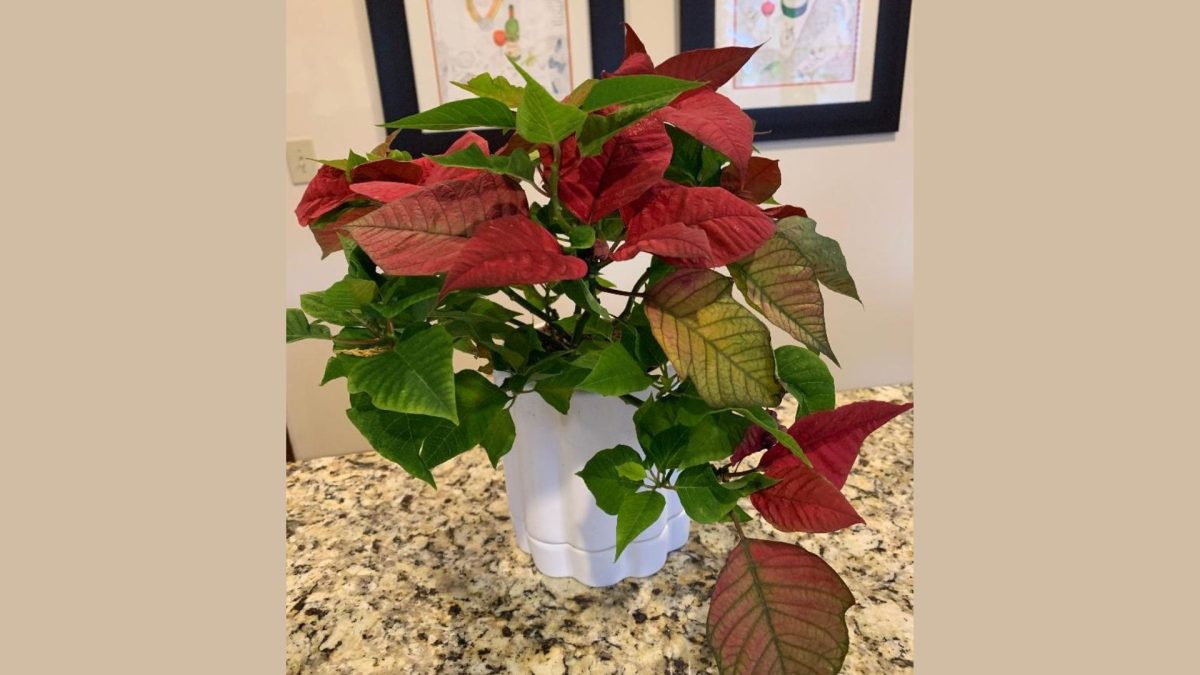 Hope grows in the legend of the Siteman poinsettias