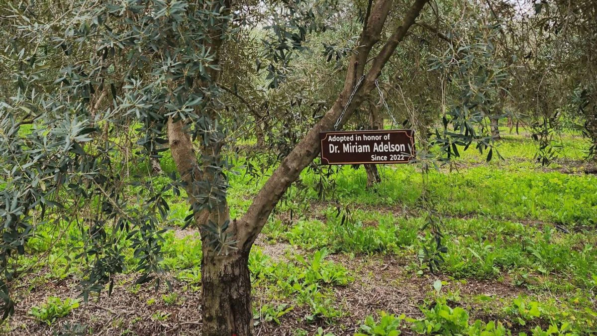 An olive tree named in honor of Dr. Miriam Adelson. Credit: Courtesy/My Tree in Israel Archive Photo.