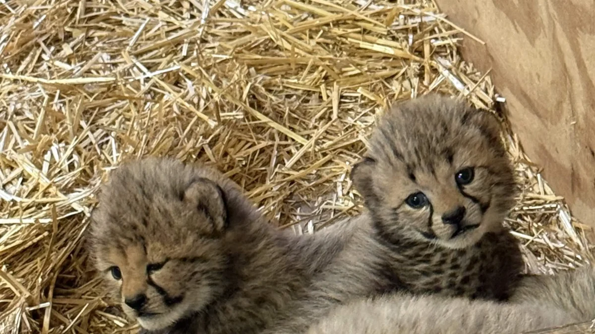 5_Cheetah-cubs_photo-taken-5-31-25-by-Maddison-Syberg-Saint-Louis-Zoo