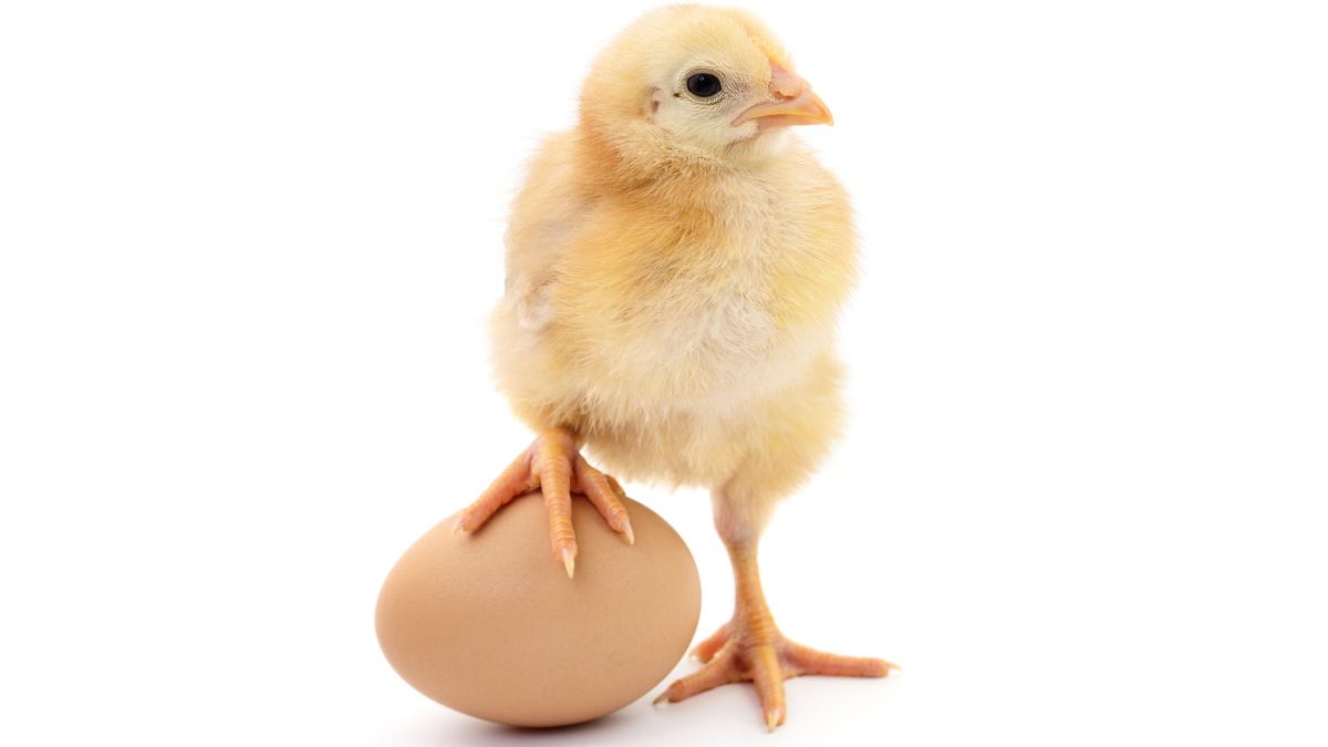 What a chicken and egg teach us about compassion
