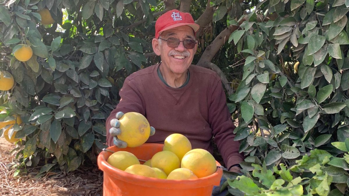 Ron Hendin was born in St. Louis and moved to Israel in 1975. An accountant, husband, father and grandfather, he now spends Thursdays volunteering in the Gaza envelope.